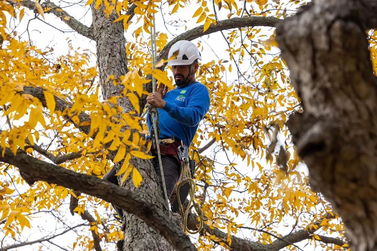 Skilled Emergency Tree Service crew working in Beverly